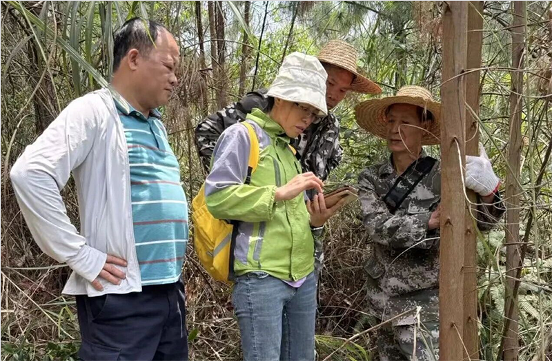 图为梁艳芬同志在大新县小明山林场指导技术人员